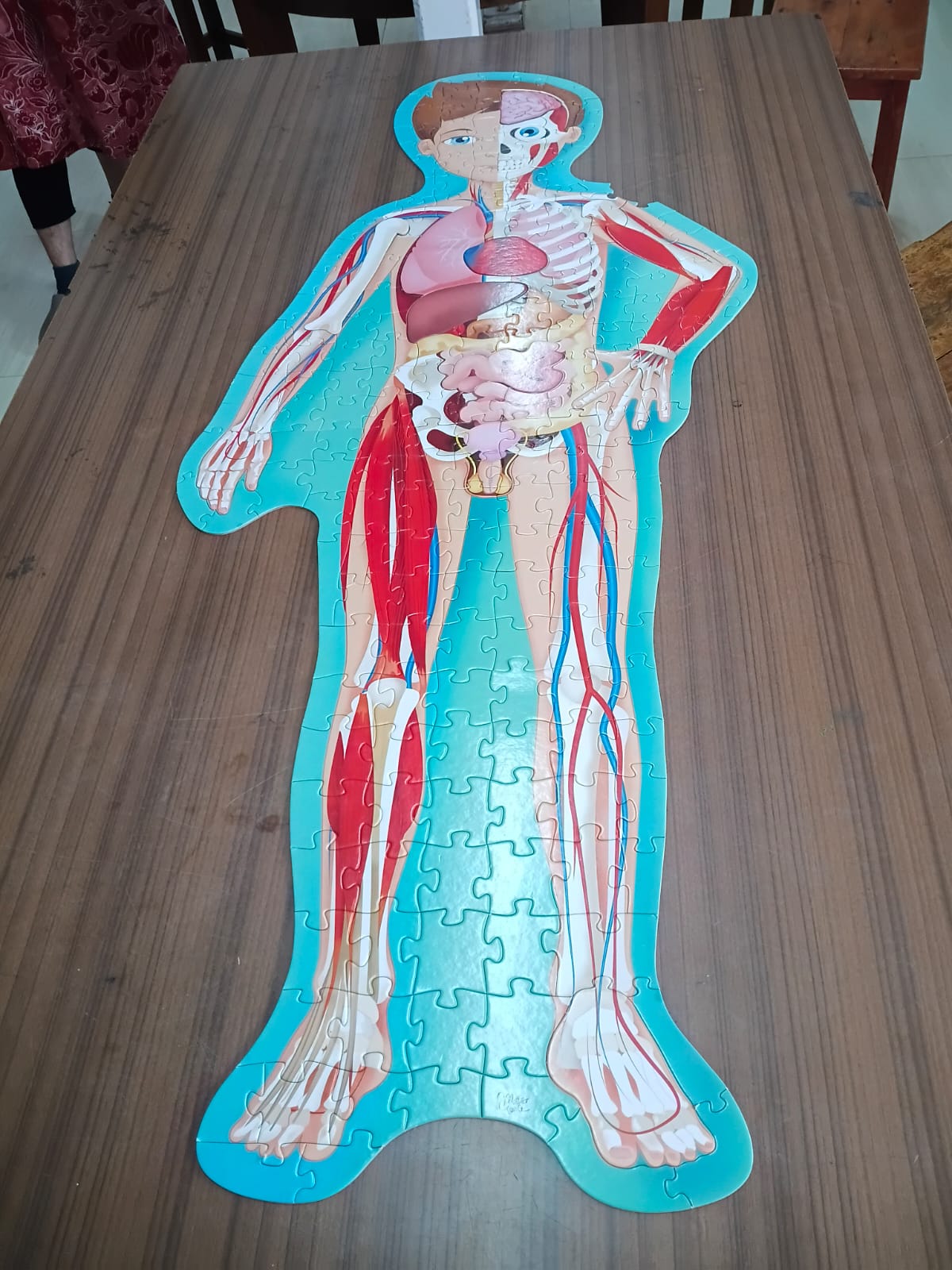 Puzzled With Their Own Body: Grade 5 Tackles Anatomy Hands-On at bms