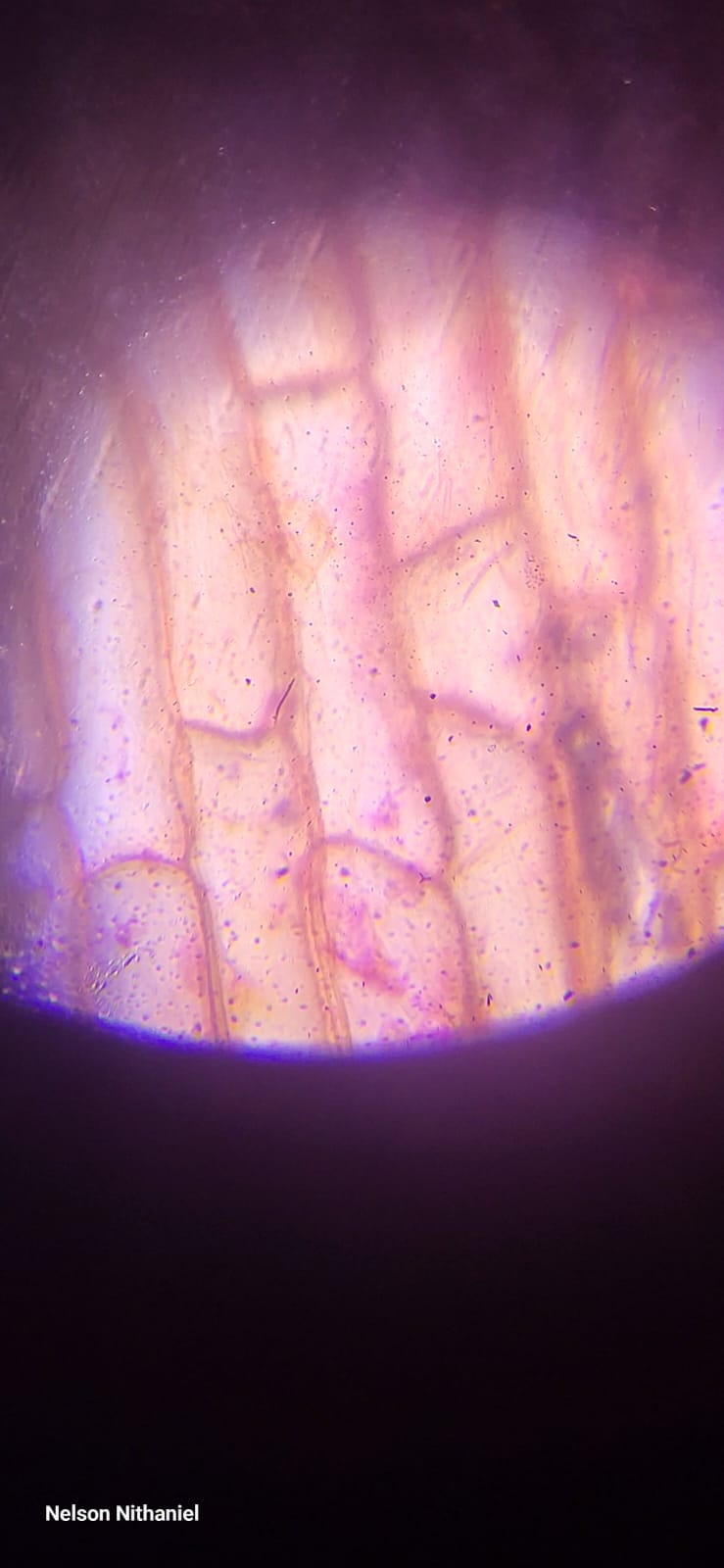 A stained onion peel viewed under the microscope, showing rows of cells