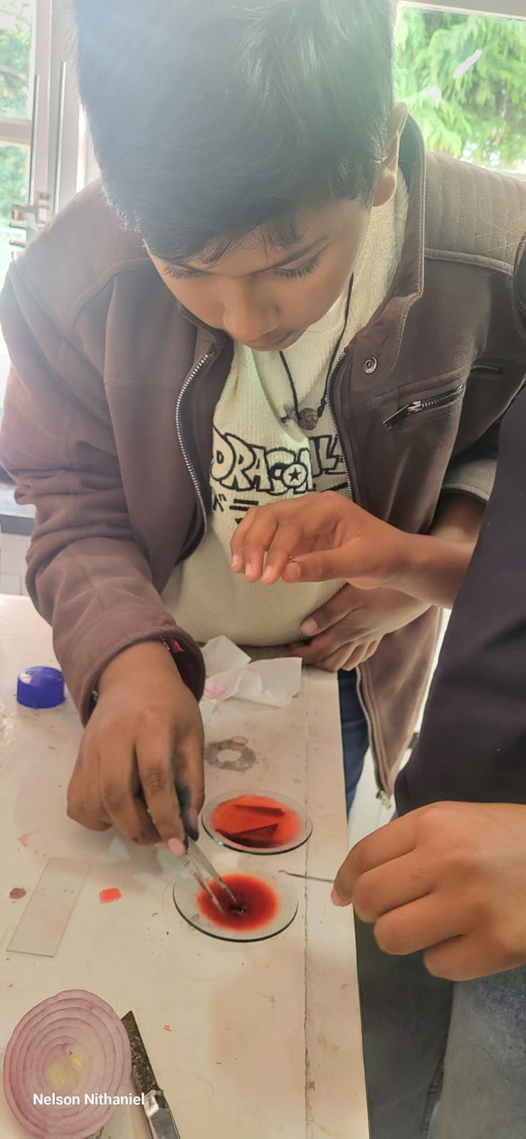 A student using tweezers to place a stained onion peel in a petri dish