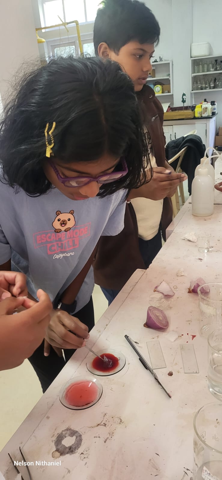 Students dipping the onion peel into stain with tweezers