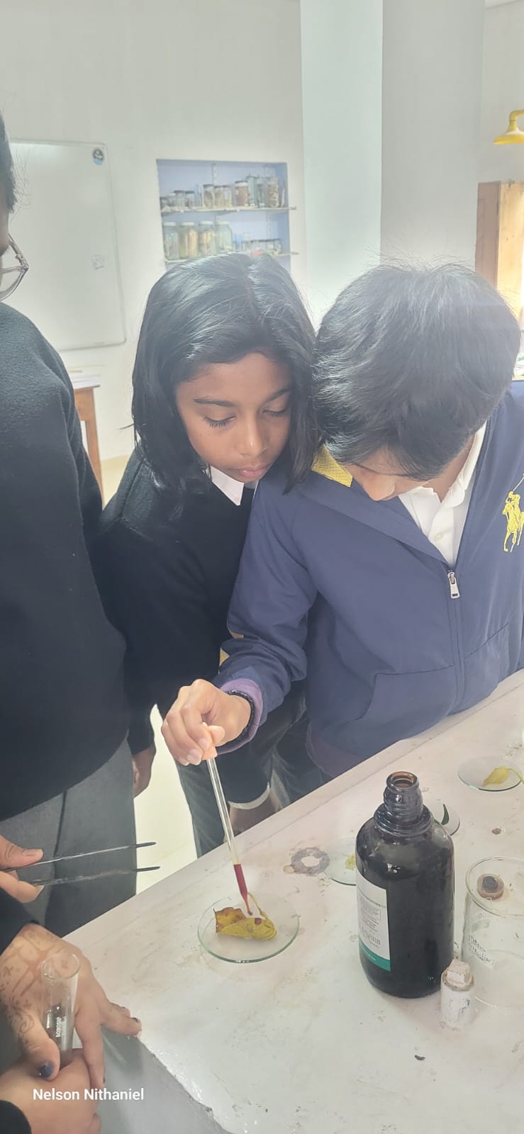 Students adding iodine solution to a leaf during the starch test