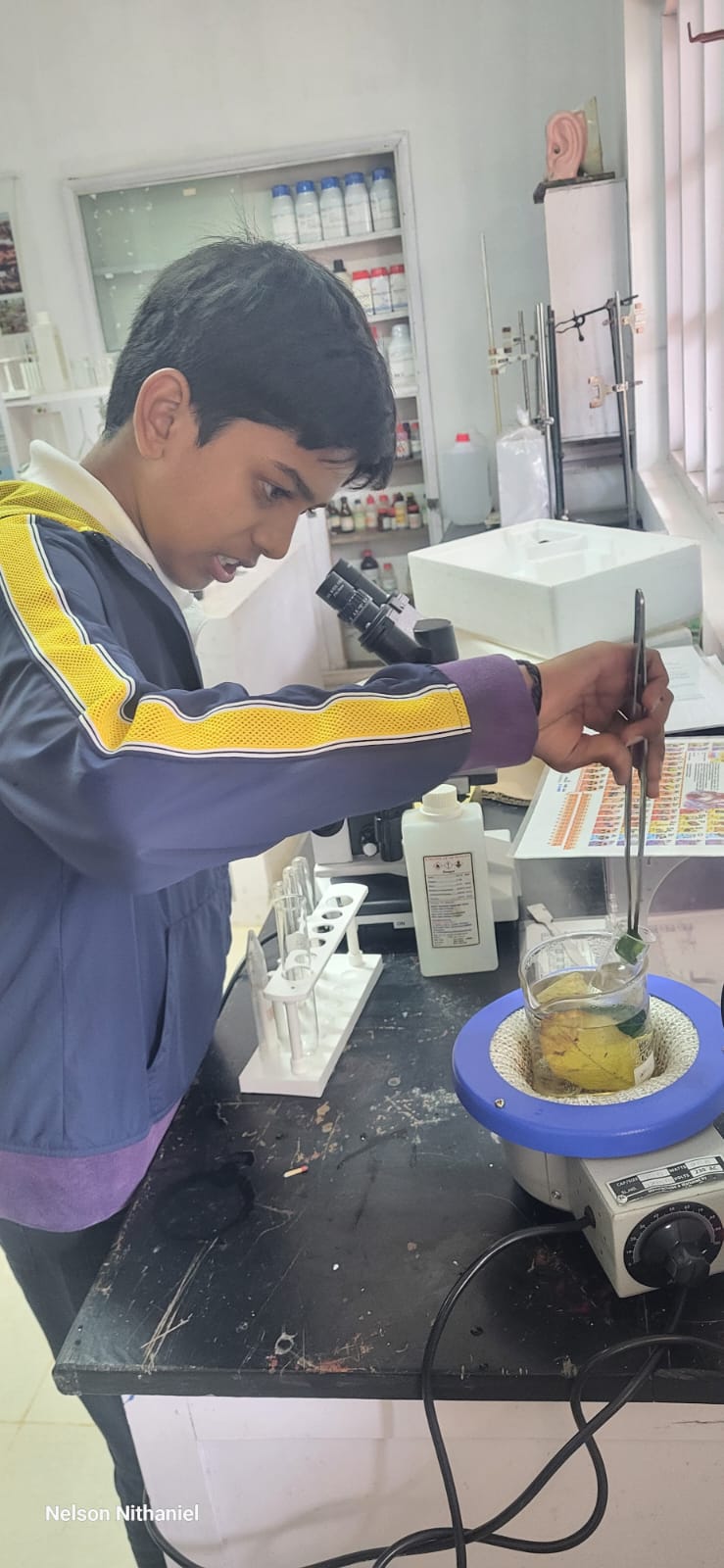 A student using tweezers to lift the leaf from the boiling water bath
