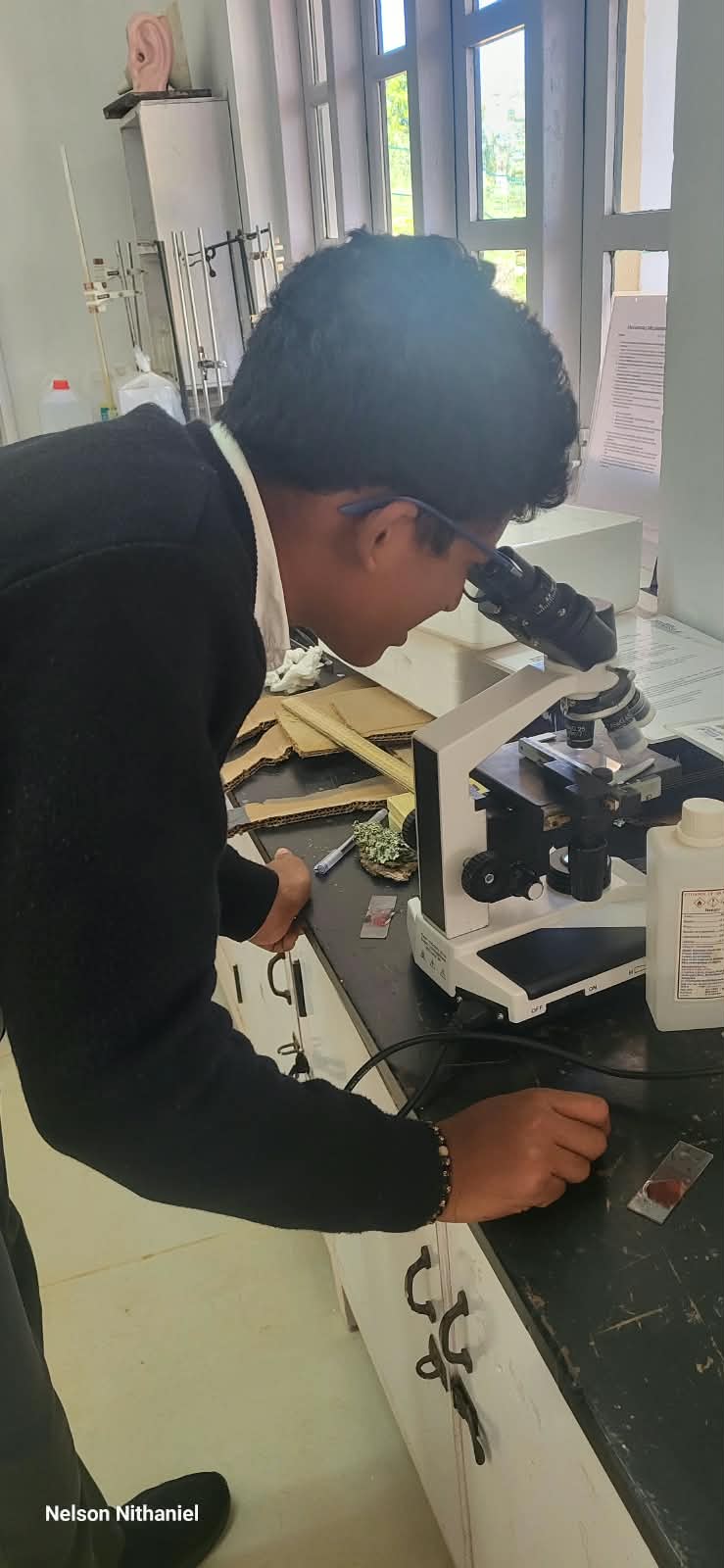 A student focusing the microscope on their prepared slide