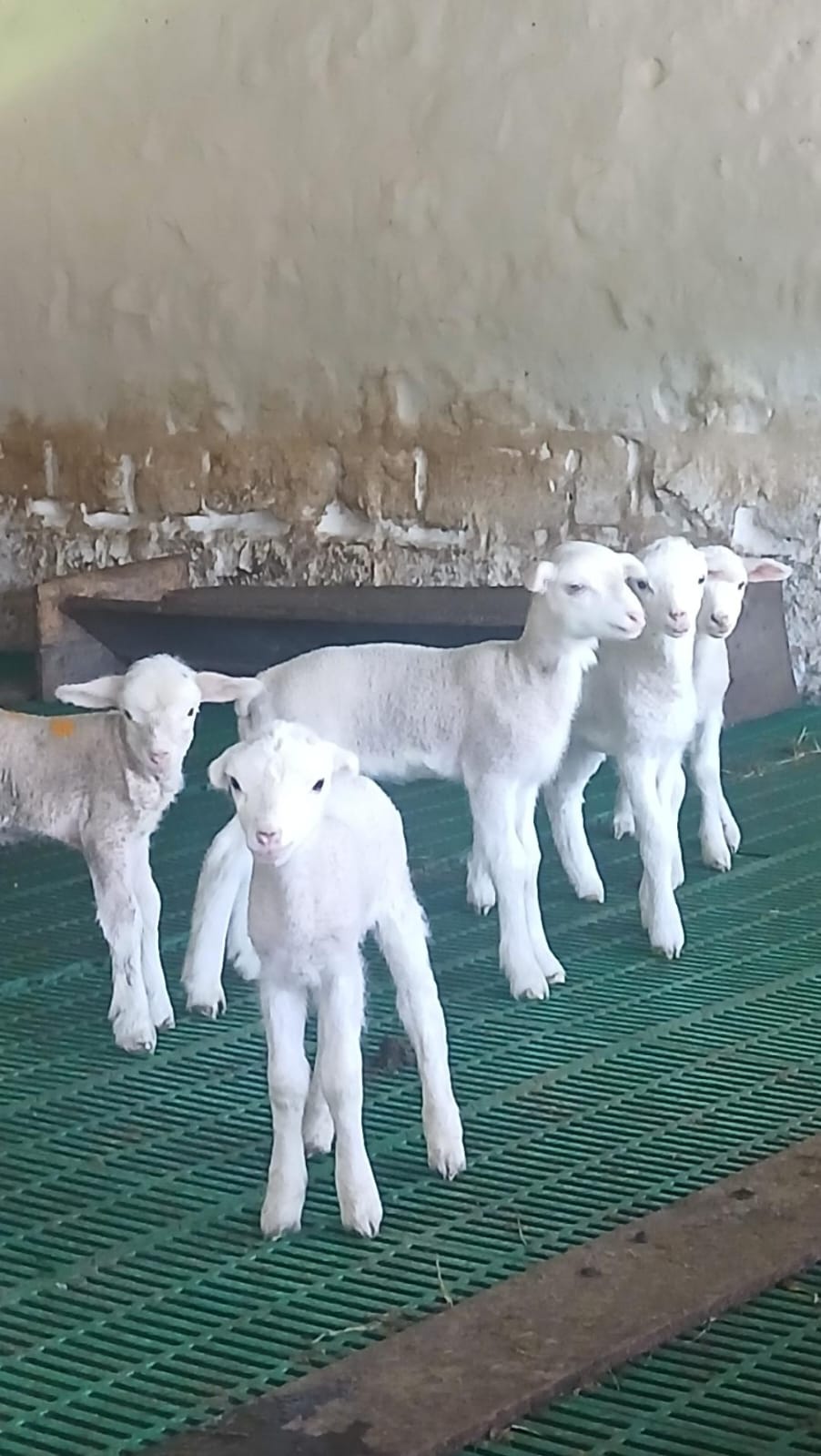 Newborn lambs in the station's nursery pen