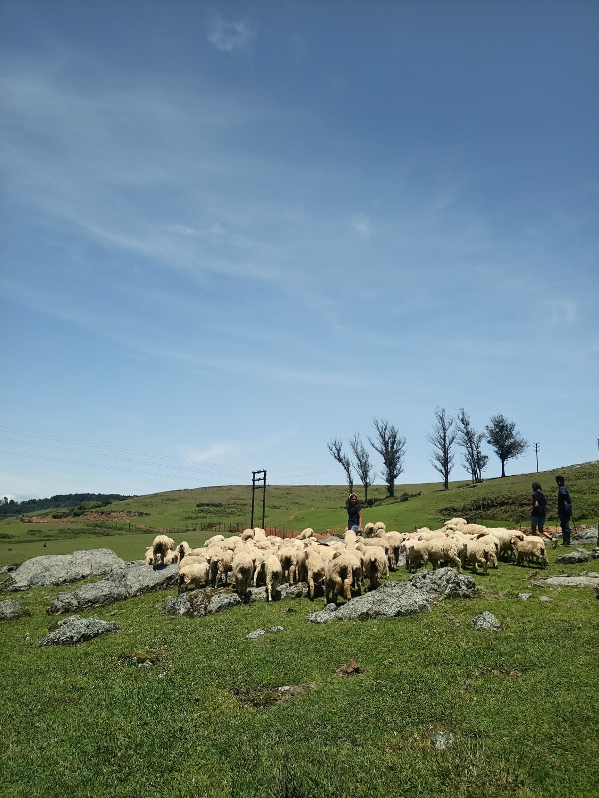 Students and staff watching the flock being moved across a wide green valley