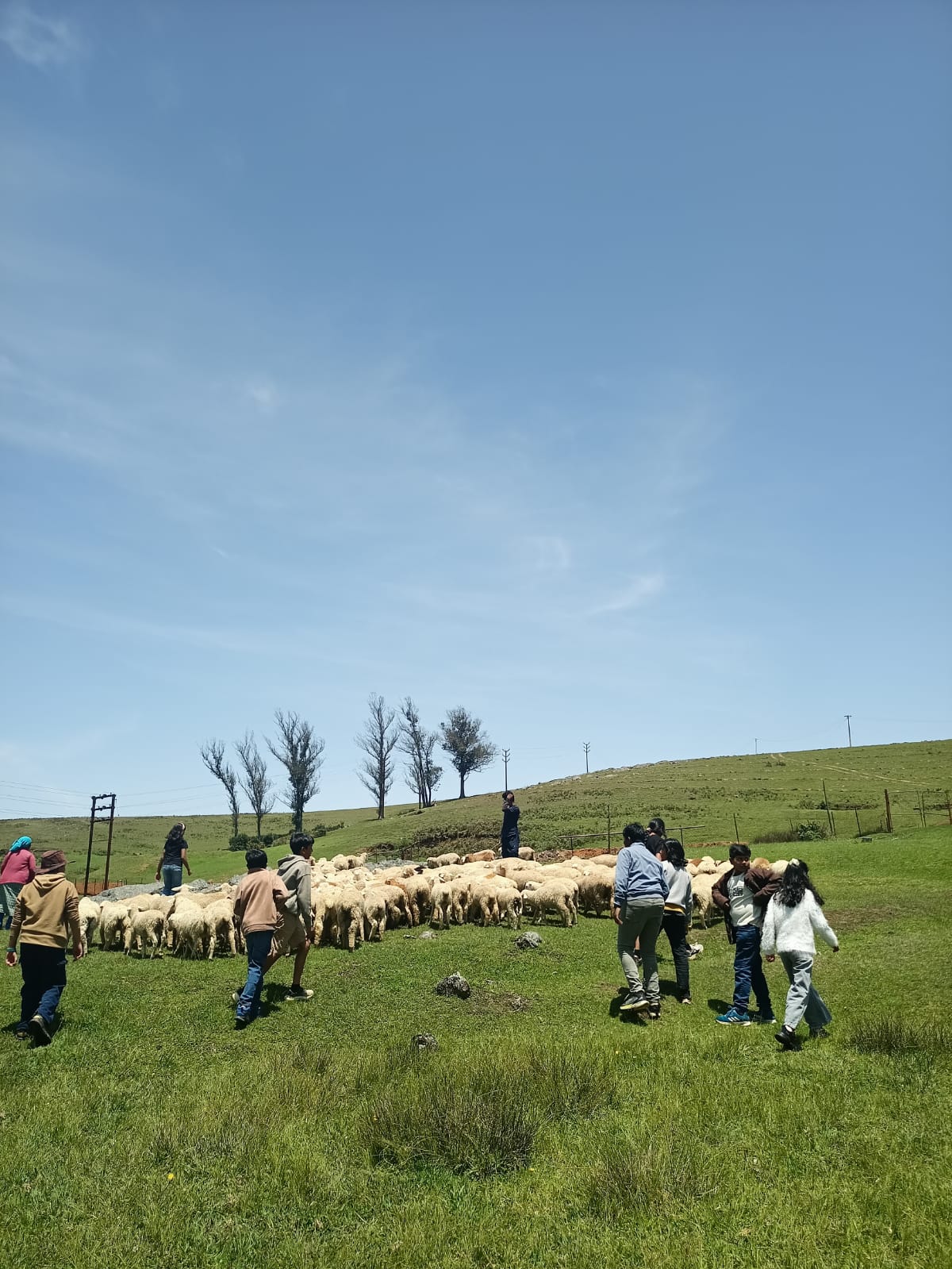 Students helping move the flock towards the pens