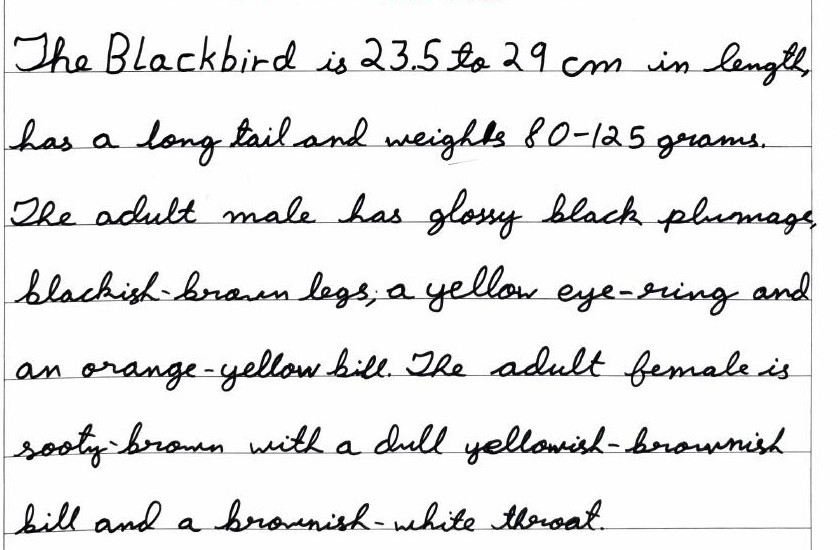 Handwritten field note by Grade 7 — Blackbird