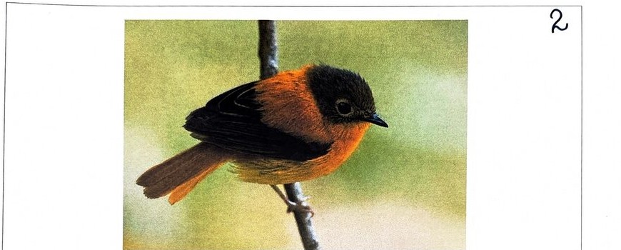 The Black and Orange Flycatcher, photographed at BMS