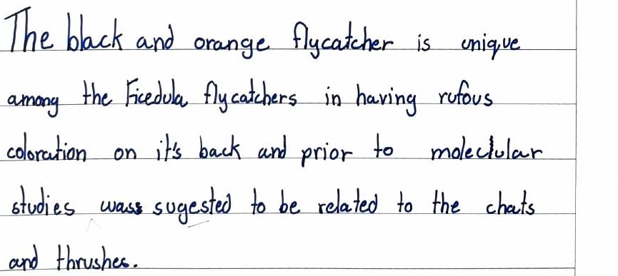 Handwritten field note by Grade 7 — The Black and Orange Flycatcher