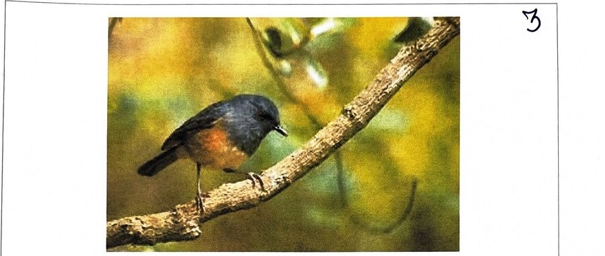 Blue Robin, photographed at BMS
