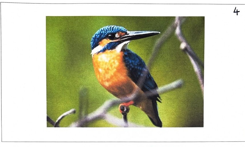 The Common Kingfisher, photographed at BMS
