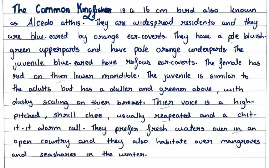 Handwritten field note by Grade 7 — The Common Kingfisher