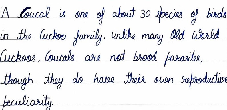 Handwritten field note by Grade 7 — Greater Coucal or Crow Pheasant