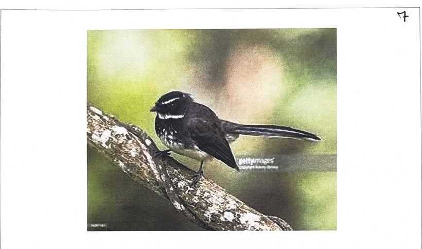 The Fantails, photographed at BMS