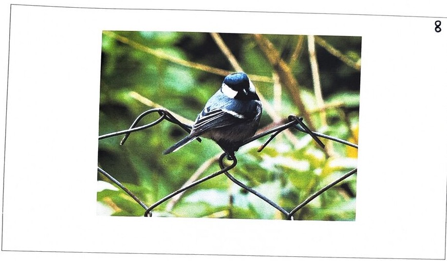 The Grey Tit, photographed at BMS