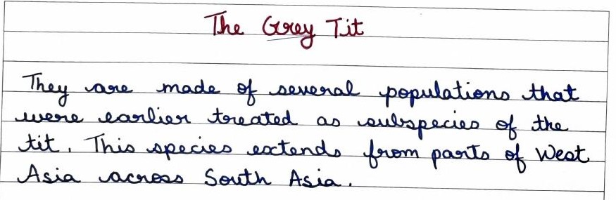 Handwritten field note by Grade 7 — The Grey Tit