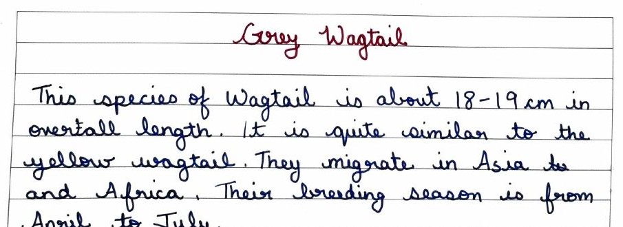 Handwritten field note by Grade 7 — Grey Wagtail