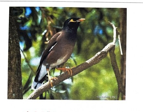 Myna, photographed at BMS