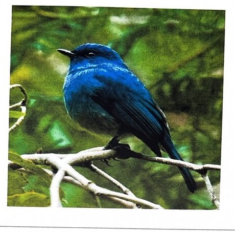 The Nilgiri Flycatcher, photographed at BMS